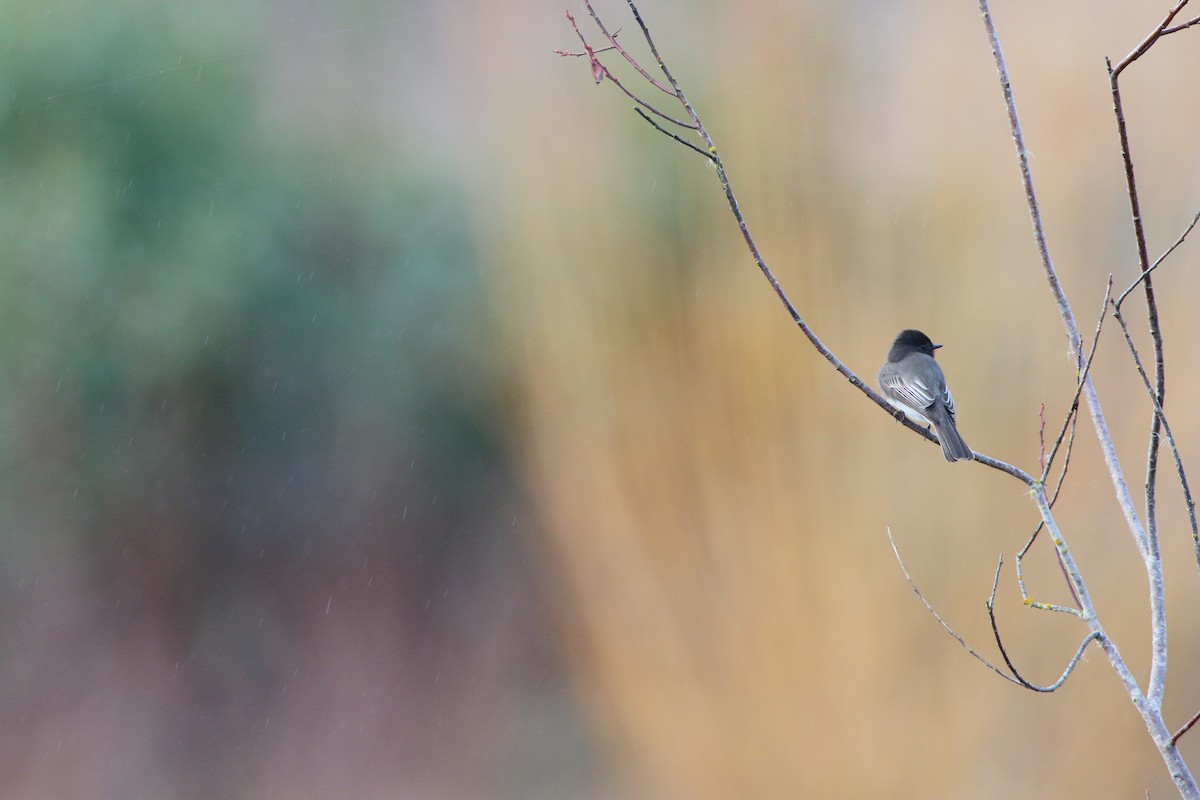 Black Phoebe - ML556654741