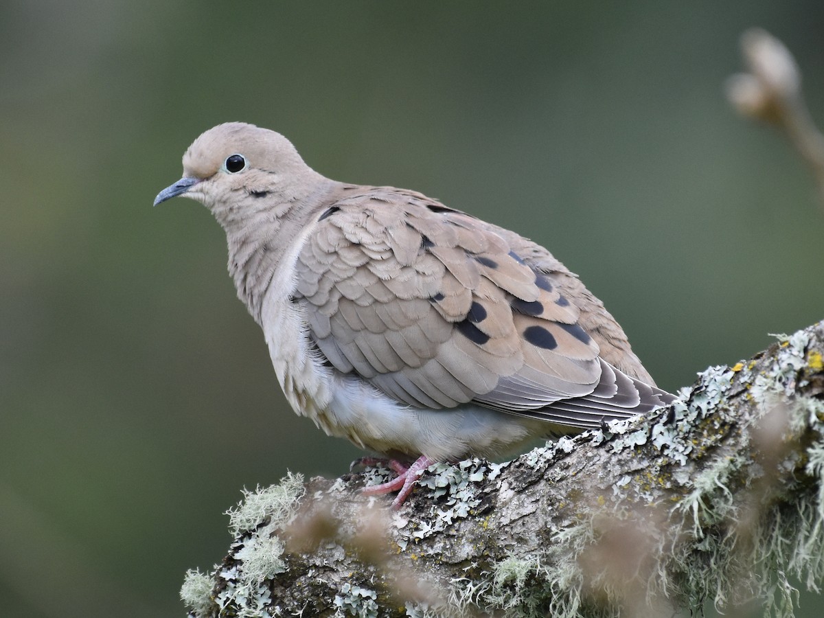 Mourning Dove - David Gallagher