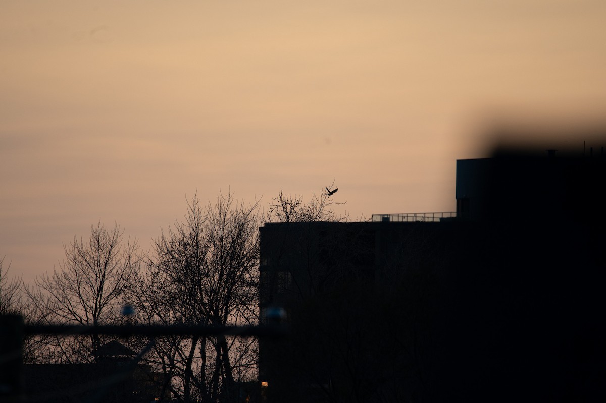 American Crow - ML556655591
