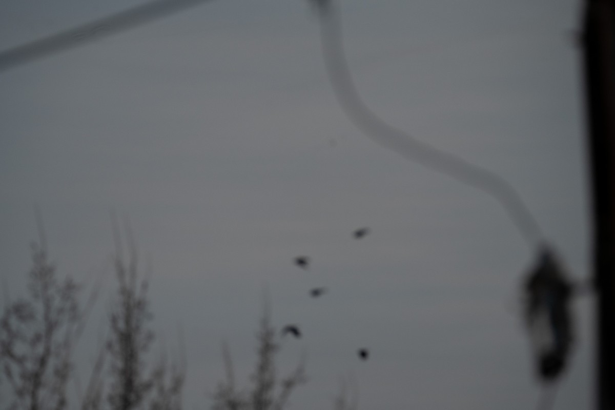 Common Grackle - ML556655631