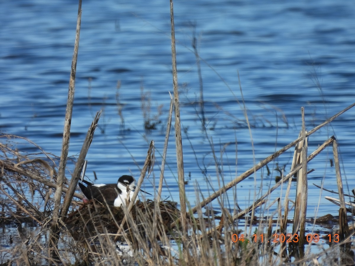 Black-necked Stilt - ML556656391