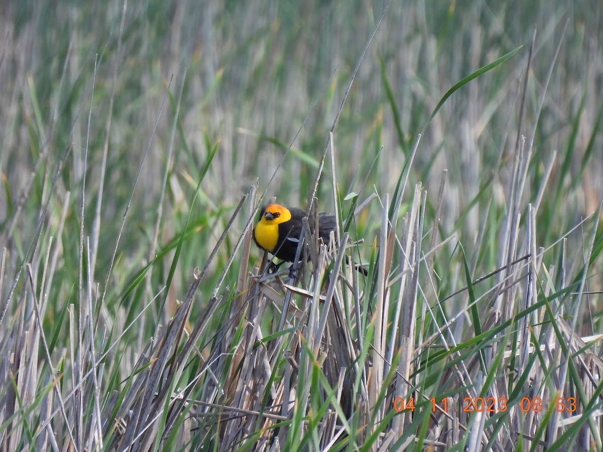 Tordo Cabeciamarillo - ML556656581