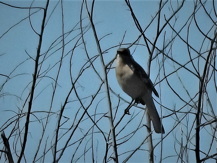 Northern Mockingbird - Jim Ross