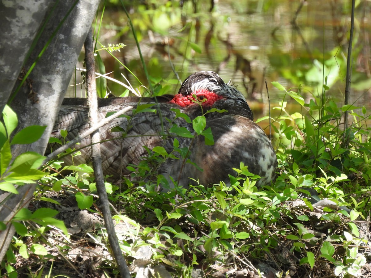 Muscovy Duck (Domestic type) - ML556657151
