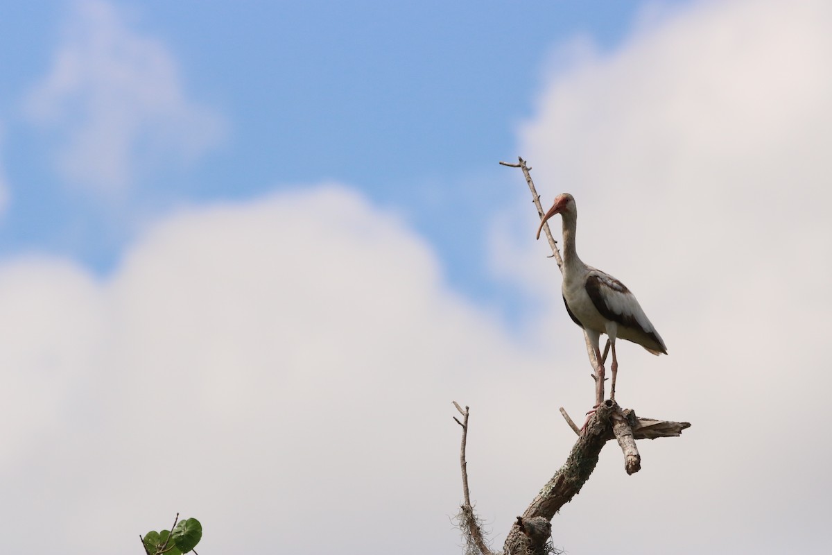 White Ibis - ML556657251