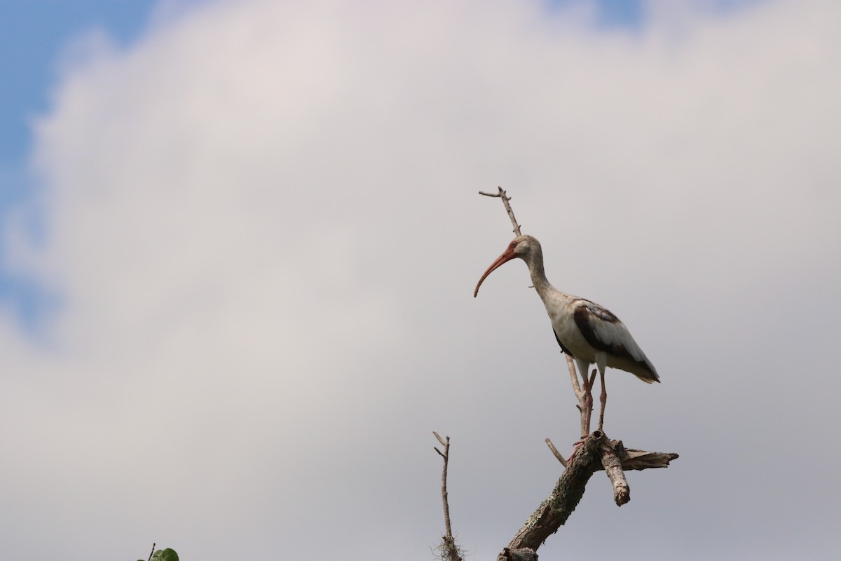 ibis bílý - ML556657261