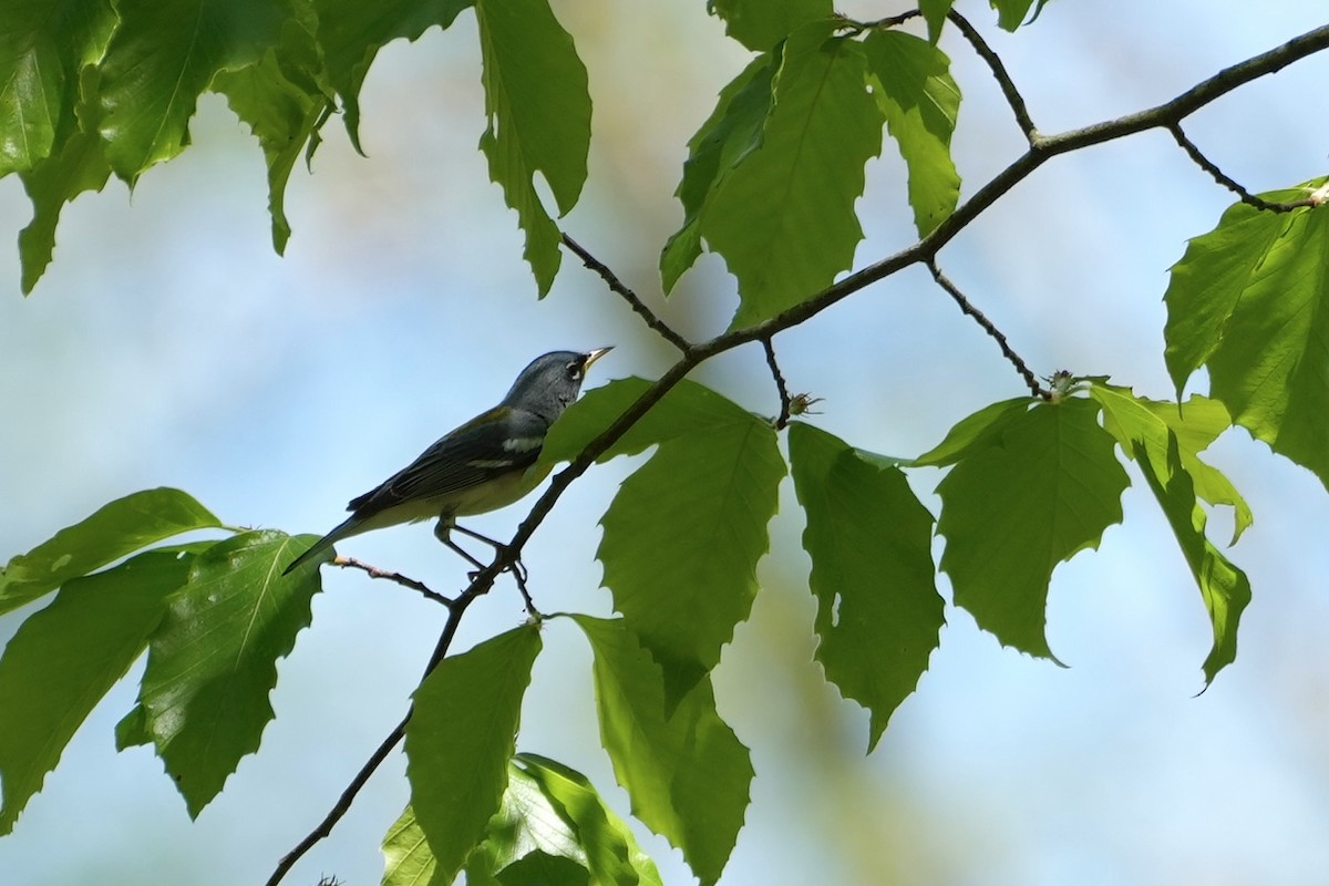 Meisenwaldsänger - ML556658071