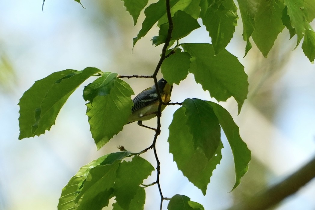 Meisenwaldsänger - ML556658081