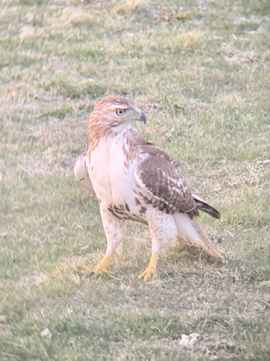 Red-tailed Hawk - ML556658301