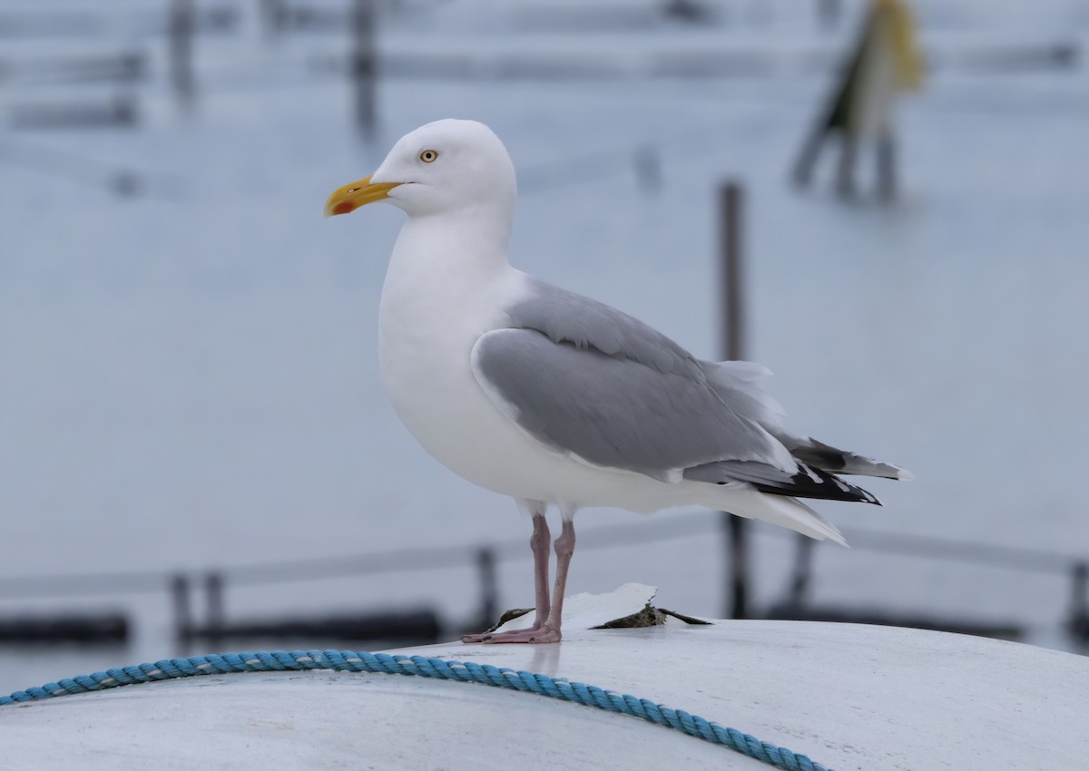 Herring Gull - Guillermo Risco