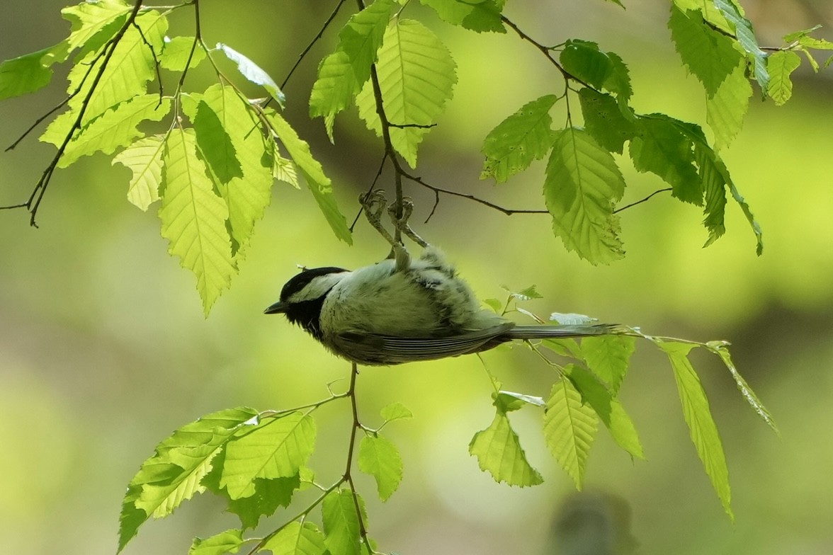 Carolina Chickadee - ML556658611