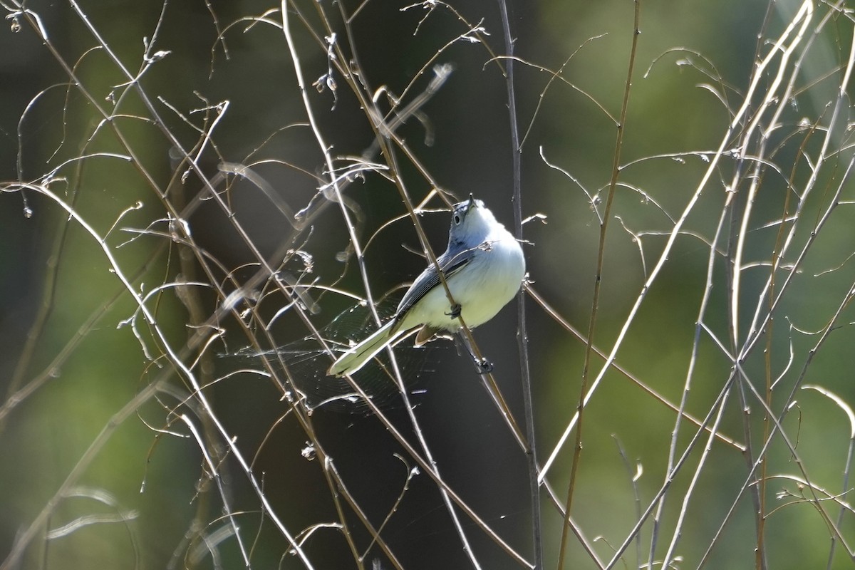 ברחשית כחלחלה - ML556658801