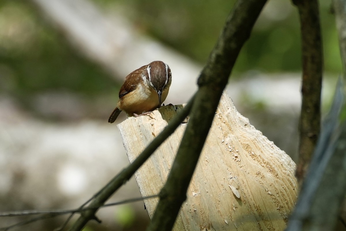 Carolina Wren - ML556658901