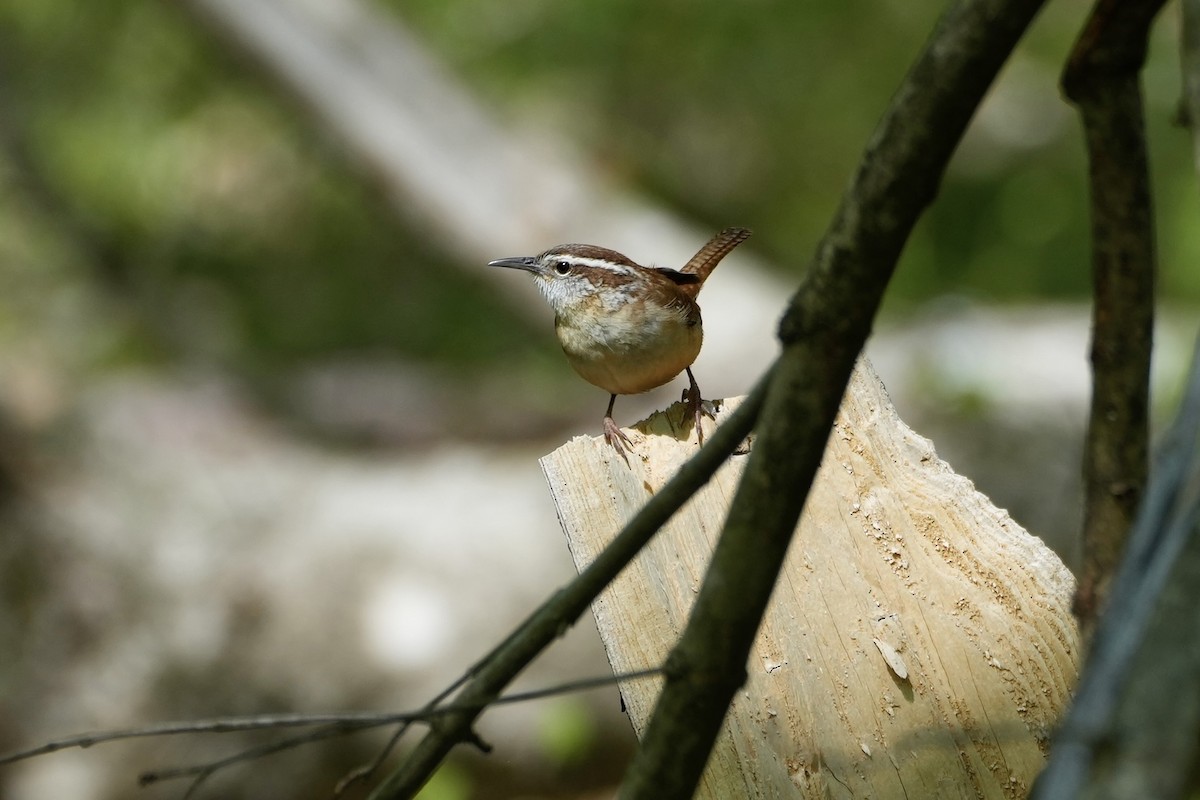 Carolina Wren - ML556658911