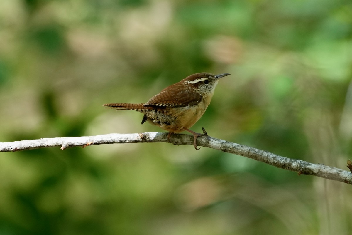 Carolina Wren - ML556658921