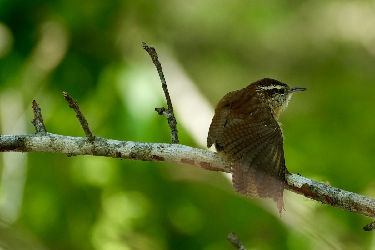 Carolina Wren - ML556658941