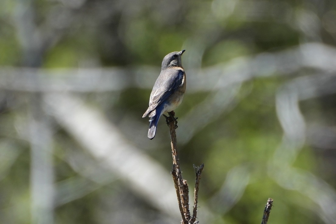 Eastern Bluebird - ML556658981