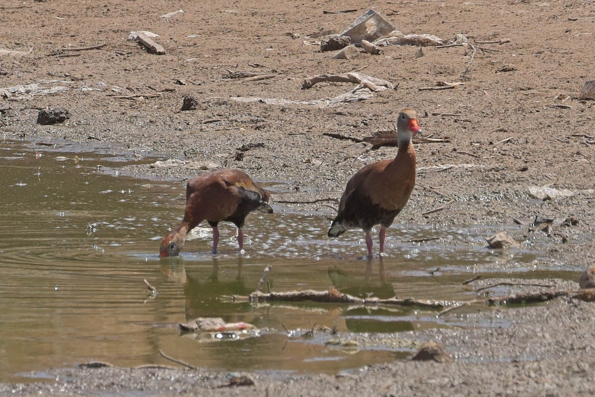 Black-bellied Whistling-Duck - ML556659181