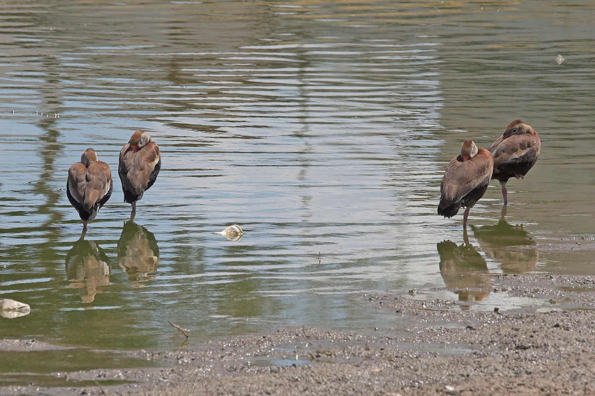 Black-bellied Whistling-Duck - ML556659191