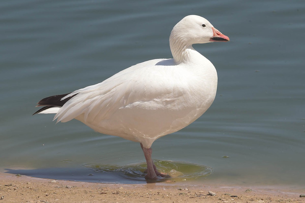 Snow Goose - ML556659251