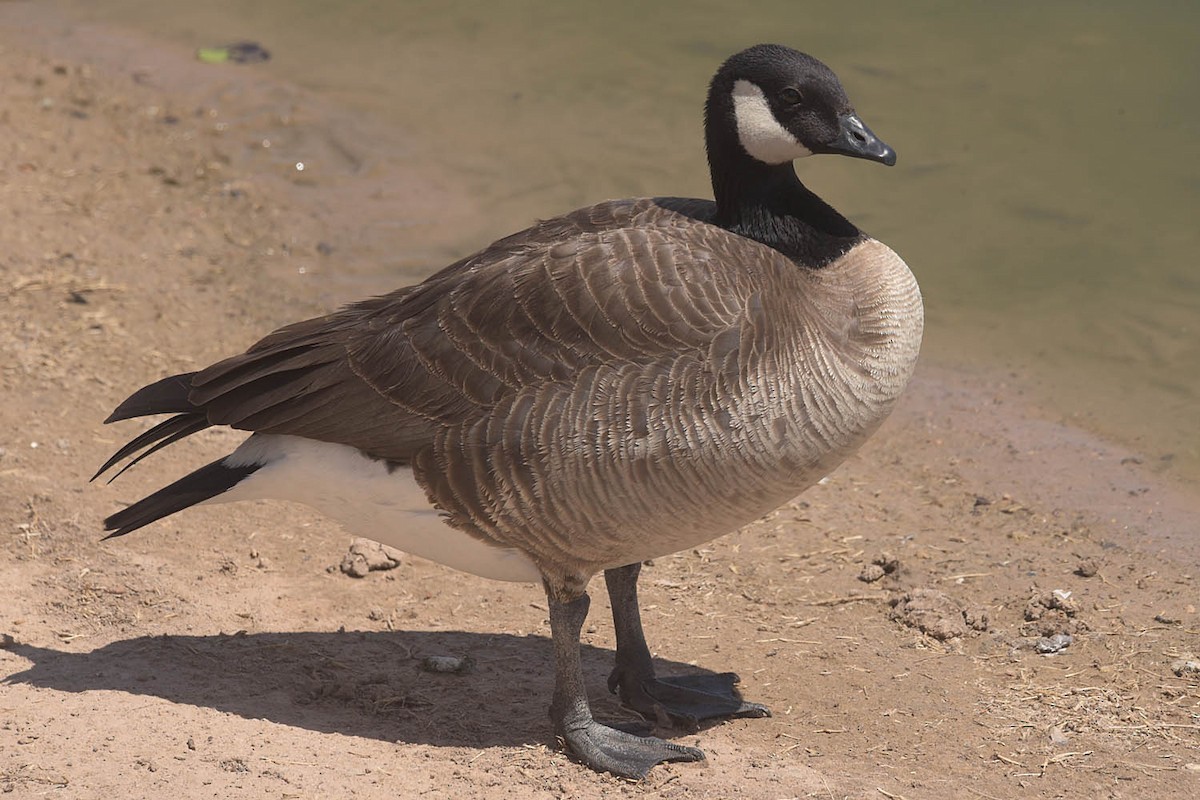 Cackling Goose - ML556659281