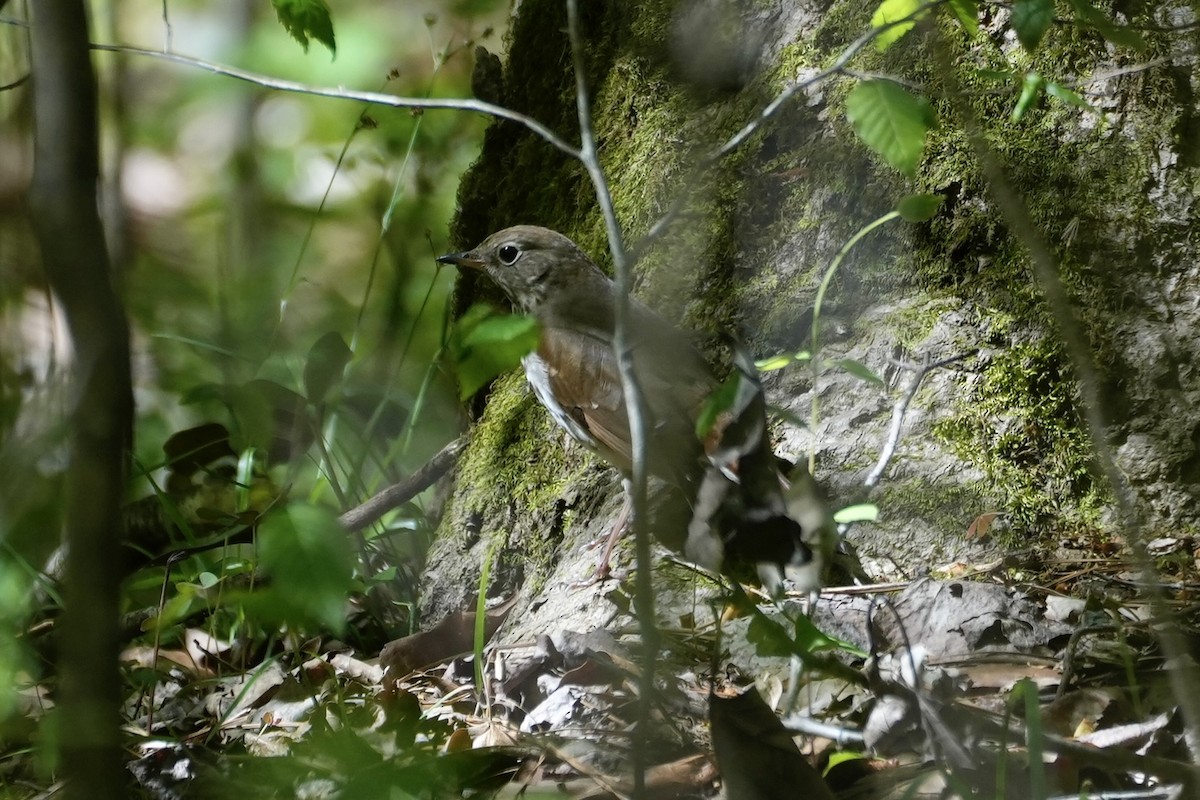 Hermit Thrush - ML556659501