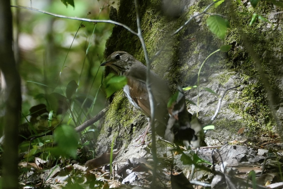 Hermit Thrush - ML556659511