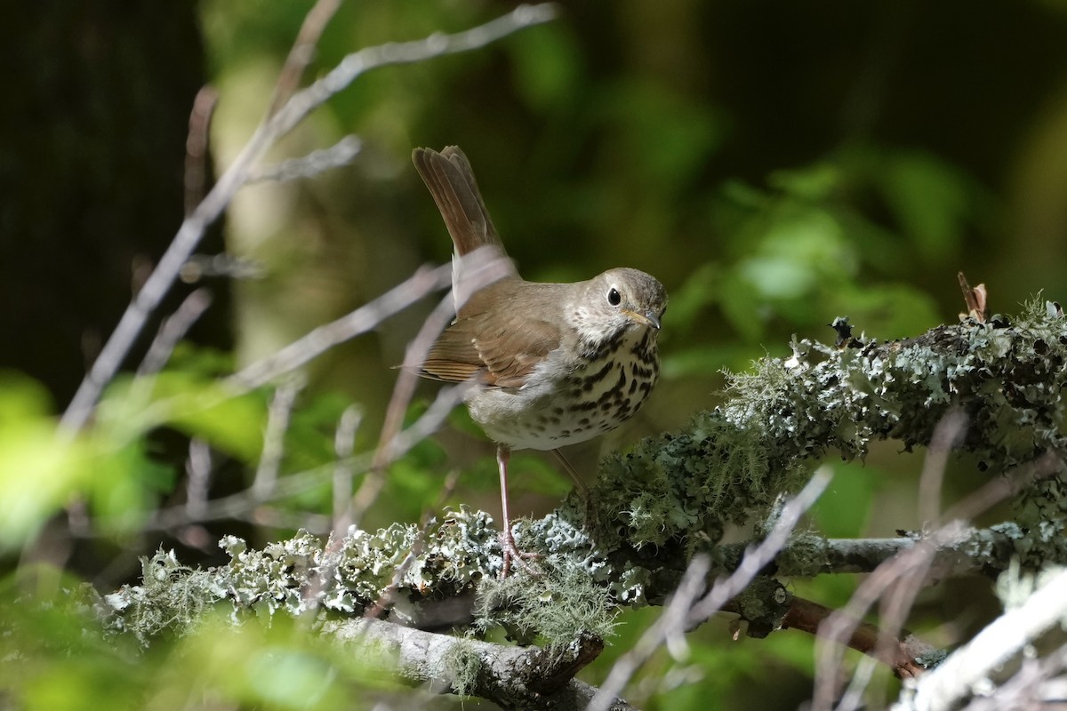 Hermit Thrush - ML556659531