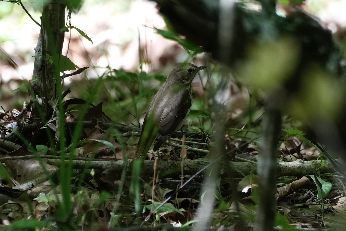 Hermit Thrush - ML556659541