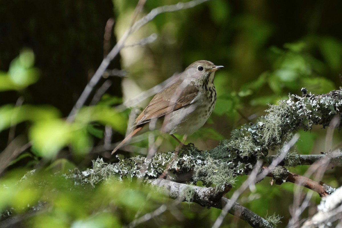 Hermit Thrush - ML556659551