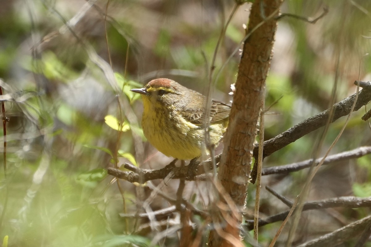 Palm Warbler - ML556660081