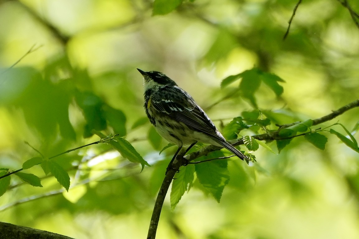 Yellow-rumped Warbler - ML556660381