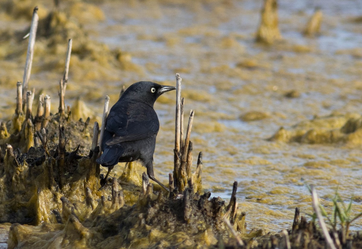 Rusty Blackbird - ML556661261