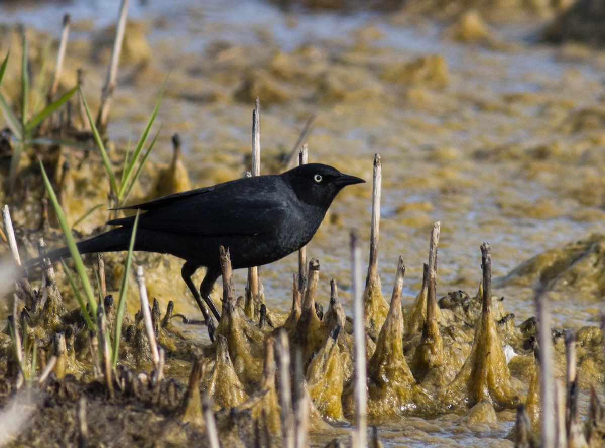 Rusty Blackbird - ML556661271