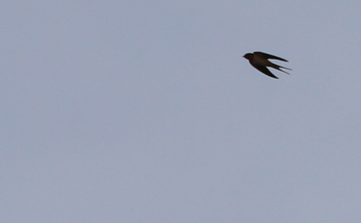 Barn Swallow (American) - ML556661521