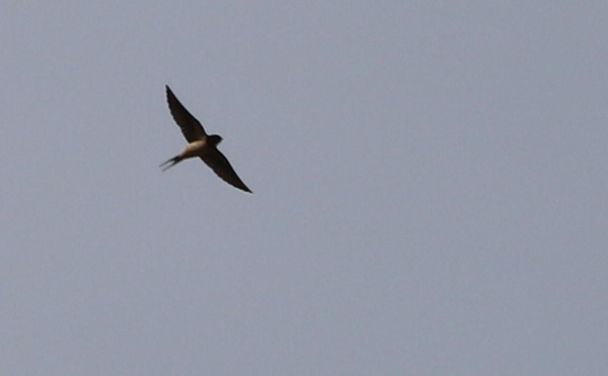 Barn Swallow (American) - Rob Bielawski