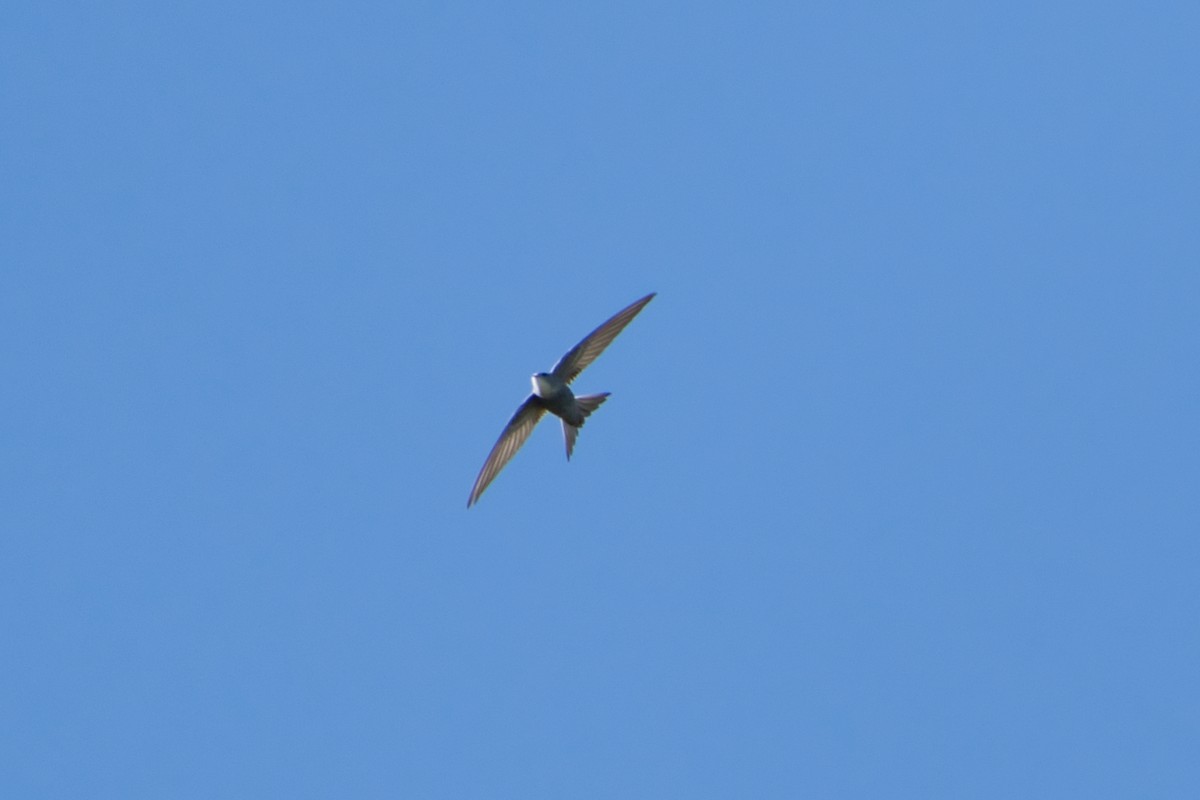 Pacific Swift - ML556661991