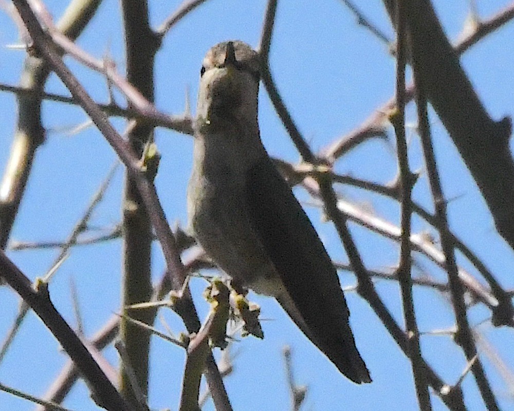 Trochilidae sp. - ML556662841