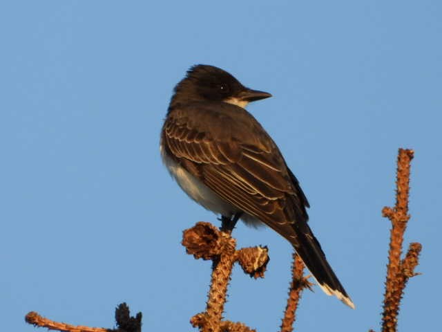 Eastern Kingbird - ML556662891