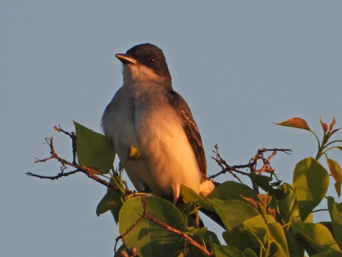 Eastern Kingbird - ML556663001