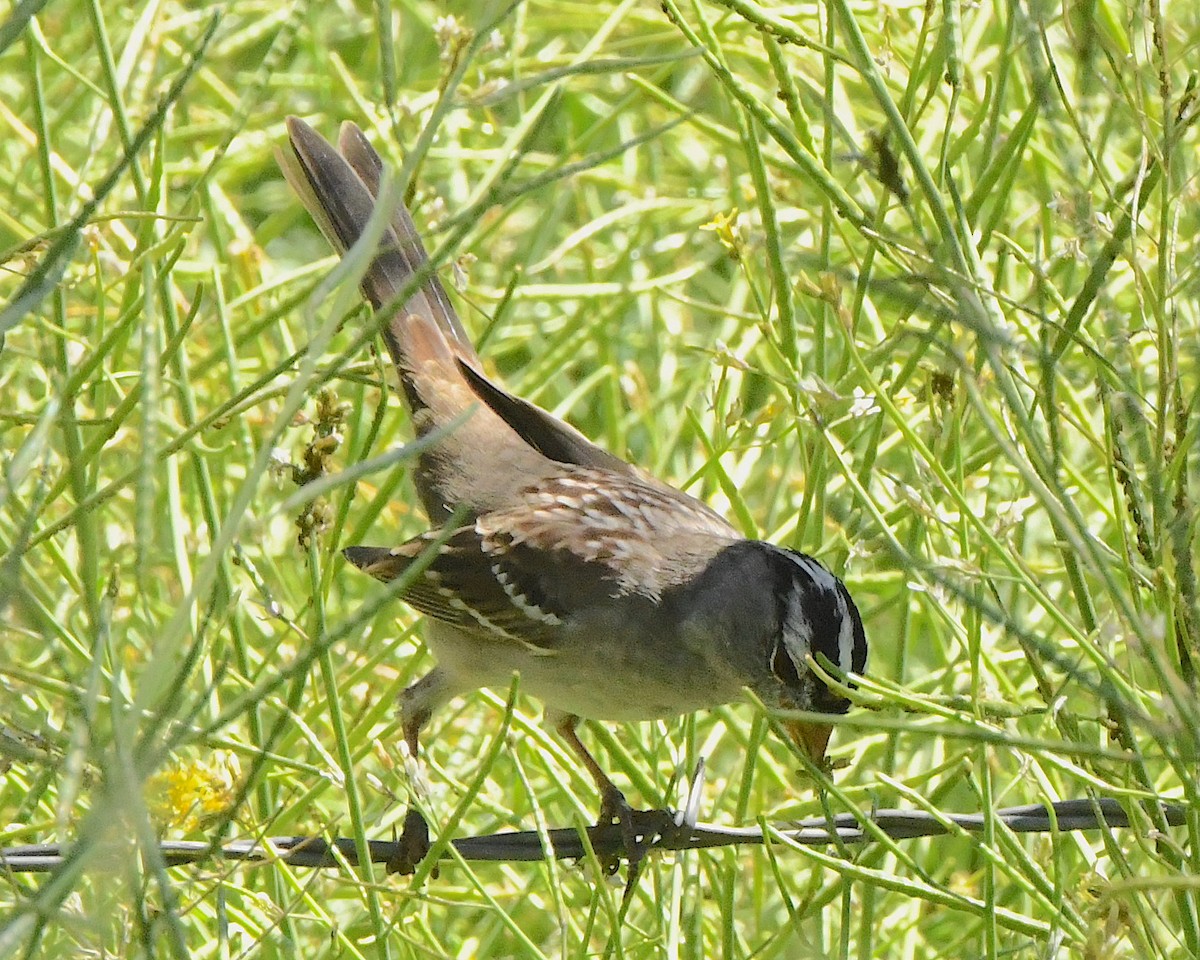 White-crowned Sparrow - Ted Wolff