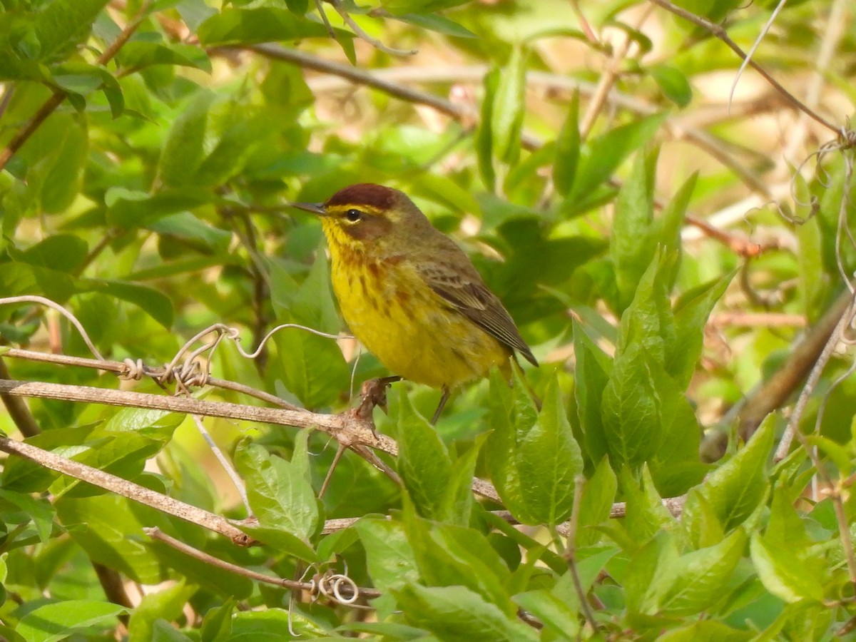 Palm Warbler - ML556663531