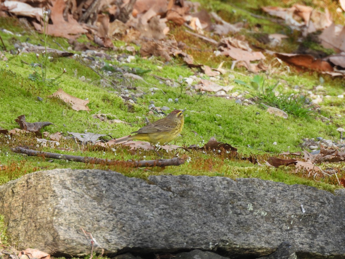 Paruline à couronne rousse - ML556664201