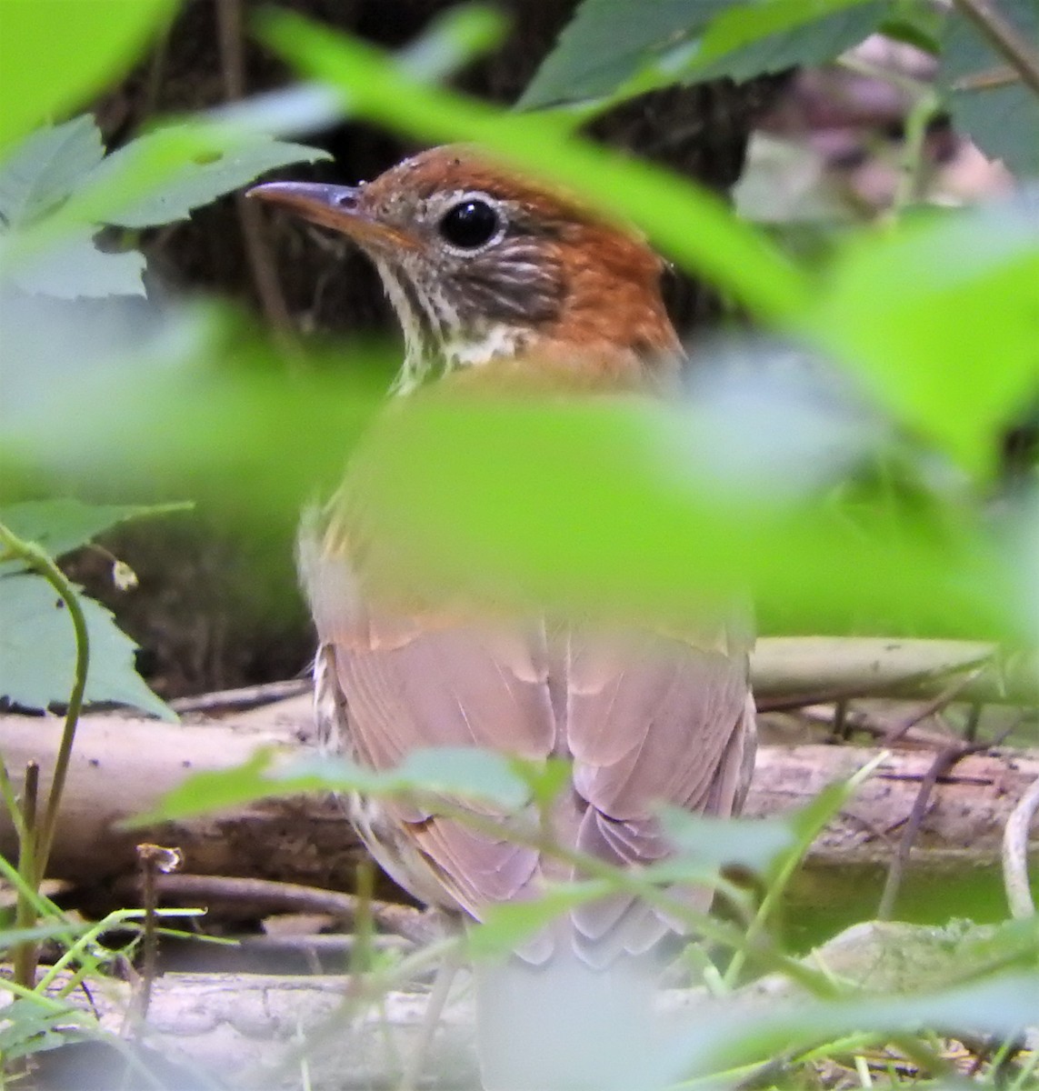 Wood Thrush - ML556669541