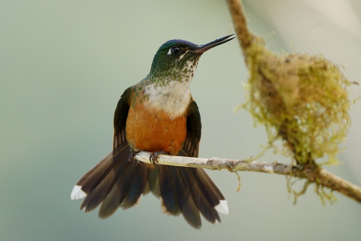 eBird Checklist - 8 Apr 2023 - Bird's Home Mistrató, Risaralda - 62 ...