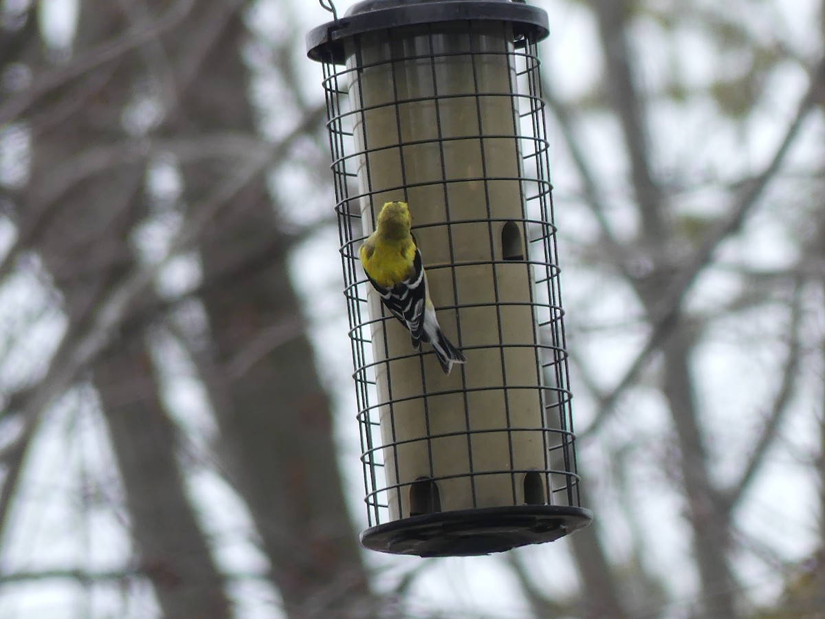 American Goldfinch - ML556670741