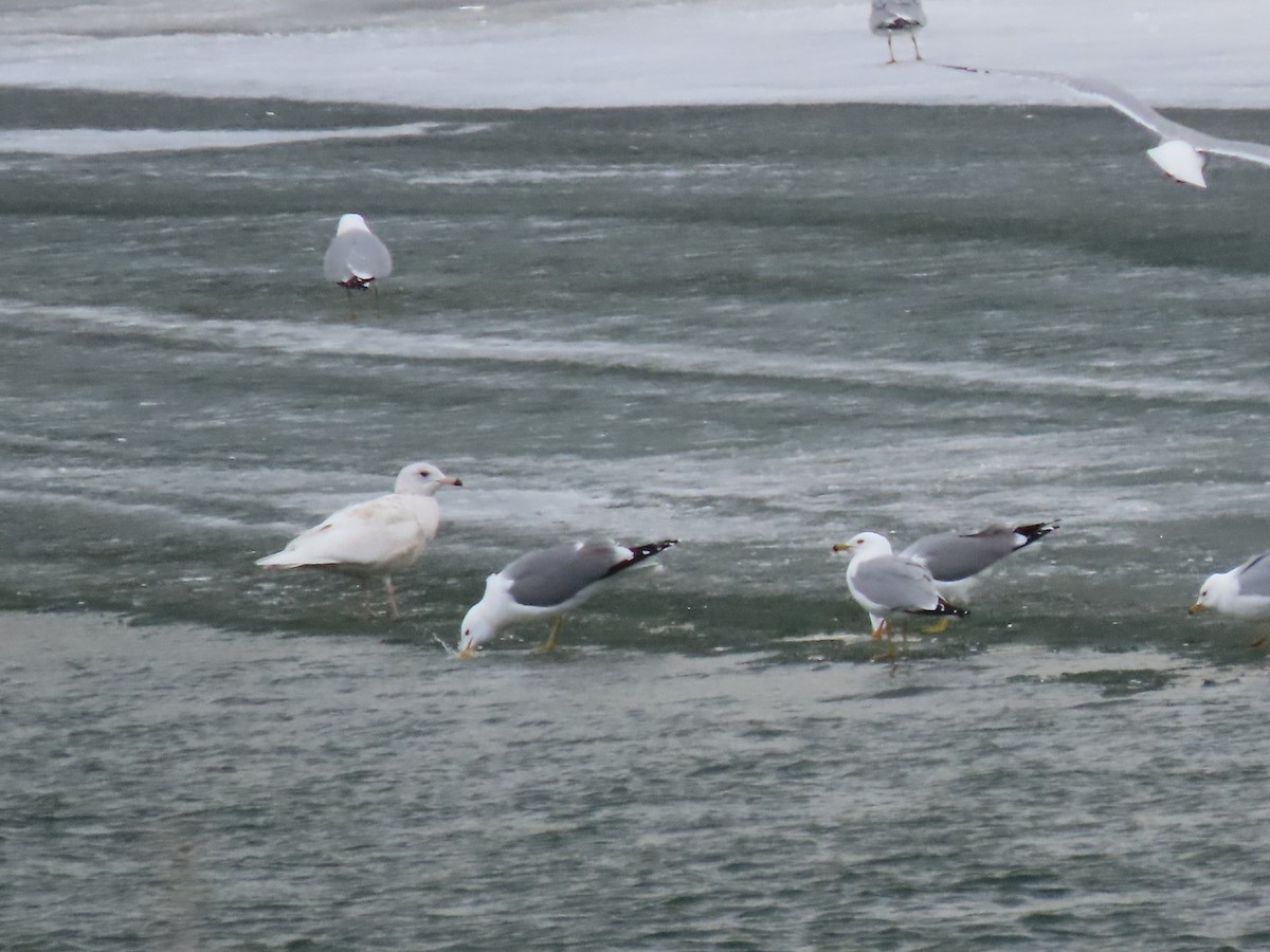 Glaucous Gull - ML556671961