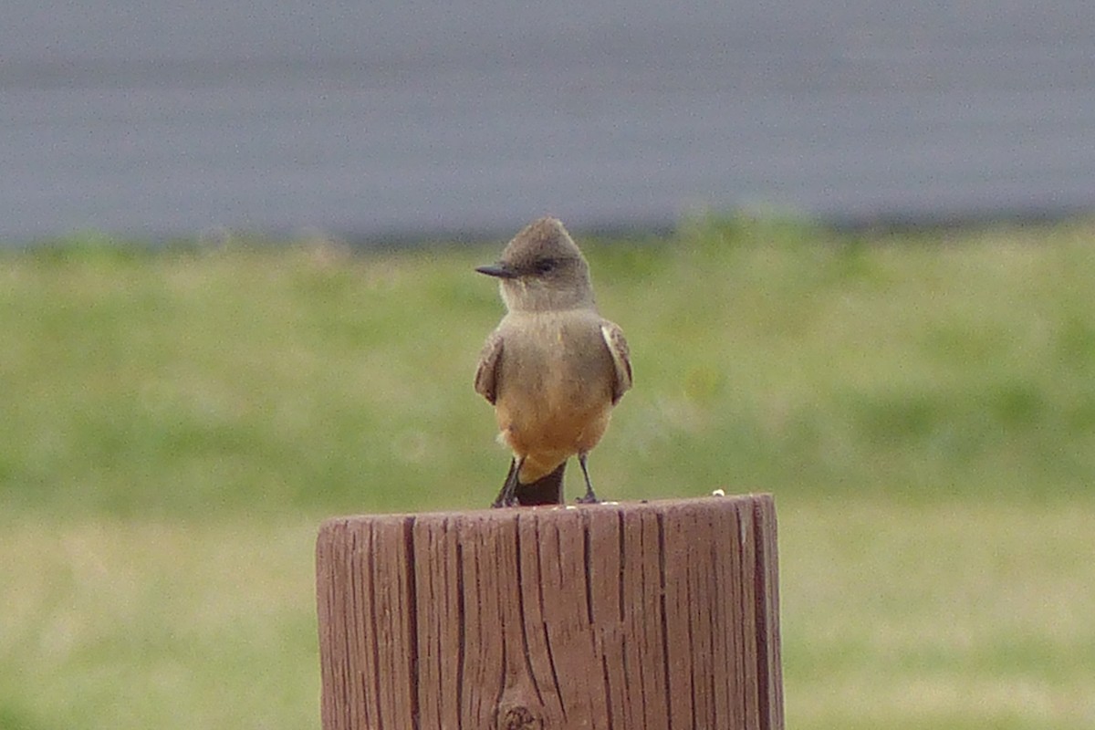 Say's Phoebe - ML55667231