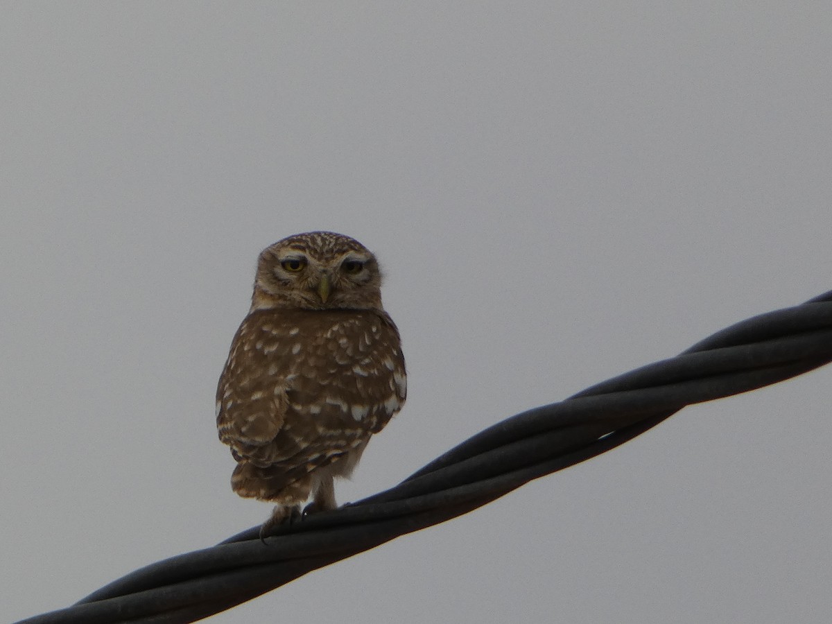 Little Owl - ML556672401