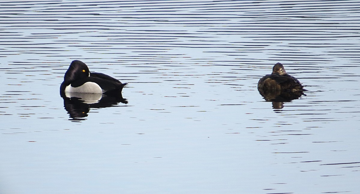 Ring-necked Duck - ML556672411